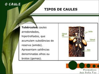 TIPOS DE CAULES
Tubérculos: caules
arredondados,
hipertrofiados, que
acumulam substâncias de
reserva (amido).
Apresentam saliências
denominadas olhos ou
brotos (gemas).
 