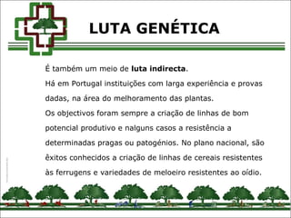 É também um meio de luta indirecta.
Há em Portugal instituições com larga experiência e provas
dadas, na área do melhoramento das plantas.
Os objectivos foram sempre a criação de linhas de bom
potencial produtivo e nalguns casos a resistência a
determinadas pragas ou patogénios. No plano nacional, são
êxitos conhecidos a criação de linhas de cereais resistentes
às ferrugens e variedades de meloeiro resistentes ao oídio.
LUTA GENÉTICA
 