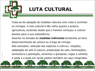 Trata-se da adopção de medidas naturais com vista a controlar
os inimigos. A luta cultural é tão velha quanto a própria
agricultura, existindo desde que o homem começou a cultivar
plantas para a sua subsistência.
Assenta na tomada de medidas indirectas tendentes ao bom
desenvolvimento da cultura ou à fuga do inimigo.
São exemplos: selecção das espécies a cultivar; rotações;
adaptação do solo à cultura; preparação do solo; fertilizações;
sementeira e plantação; amanhos e granjeios; regas e colheita.
A poda e a poda em verde podem também ser aqui integradas.
LUTA CULTURAL
 