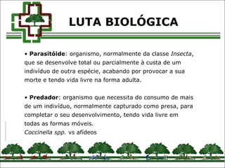 • Parasitóide: organismo, normalmente da classe Insecta,
que se desenvolve total ou parcialmente à custa de um
indivíduo de outra espécie, acabando por provocar a sua
morte e tendo vida livre na forma adulta.
• Predador: organismo que necessita do consumo de mais
de um indivíduo, normalmente capturado como presa, para
completar o seu desenvolvimento, tendo vida livre em
todas as formas móveis.
Coccinella spp. vs afídeos
LUTA BIOLÓGICA
 