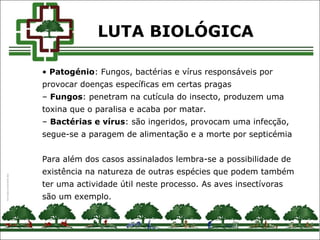 • Patogénio: Fungos, bactérias e vírus responsáveis por
provocar doenças específicas em certas pragas
– Fungos: penetram na cutícula do insecto, produzem uma
toxina que o paralisa e acaba por matar.
– Bactérias e vírus: são ingeridos, provocam uma infecção,
segue-se a paragem de alimentação e a morte por septicémia
Para além dos casos assinalados lembra-se a possibilidade de
existência na natureza de outras espécies que podem também
ter uma actividade útil neste processo. As aves insectívoras
são um exemplo.
LUTA BIOLÓGICA
 