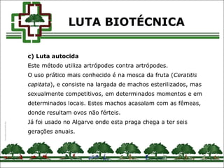 c) Luta autocida
Este método utiliza artrópodes contra artrópodes.
O uso prático mais conhecido é na mosca da fruta (Ceratitis
capitata), e consiste na largada de machos esterilizados, mas
sexualmente competitivos, em determinados momentos e em
determinados locais. Estes machos acasalam com as fêmeas,
donde resultam ovos não férteis.
Já foi usado no Algarve onde esta praga chega a ter seis
gerações anuais.
LUTA BIOTÉCNICA
 