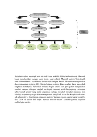 Kejadian evolusi autotroph atau evolusi kimia makhluk hidup berfotosintesis. Makhluk
hidup menghasilkan oksigen yang tinggi. secara alami. Makhluk autotrof fotosintetik
awal telah terbentuk. Fotosintesis dan revolusi oksigen. Proses fotosintesis menghasilkan
dan melepaskan oksigen (O2). Meningkatnya oksigen dalam evolusi dapat mengubah
rangkaian kehidupan. Perubahan tersebut begitu drastis dan para pakar menyebutkan
revolusi oksigen. Oksigen menjadi melimpah, respirasi aerob berlangsung. Akhirnya,
lebih banyak energy yang dapat digunakan sebagai molekul- molekul makanan. Dan
meningkatnya energy dapat tersusun organisasi yang lebih besar dan kompleks di antara
sel-sel primitive. Selanjutnya, organism autotrof dengan system organel yang kompleks
dan DNA di dalam inti dapat memicu macam-macam keanekaragaman organism
multiseluler saat ini.
PROKARIOTA AWALPROKARIOTA AWAL
EUBACTERIAEUBACTERIA CYANOBACTERI
A
CYANOBACTERI
A
ARCHAEOBACTERIAARCHAEOBACTERIA
URKARIYOTAURKARIYOTA
EUKARIYOTAEUKARIYOTA
PROTOZO
A
PROTOZO
A
ANIMALI
A
ANIMALI
A
PLANTAEPLANTAE
FUNGIFUNGIALGAALGA
SELULERSELULER
 