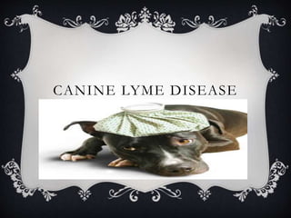 CANINE LYME DISEASE
 