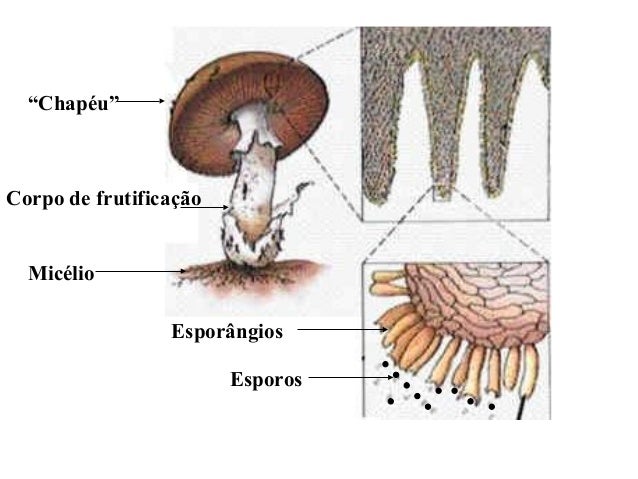 1239460606 reino dos_fungos