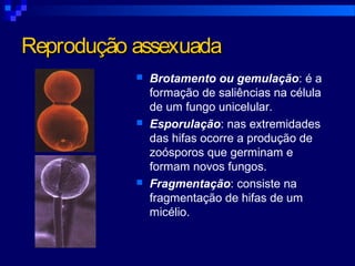 Reprodução assexuadaReprodução assexuada
 Brotamento ou gemulação: é a
formação de saliências na célula
de um fungo unicelular.
 Esporulação: nas extremidades
das hifas ocorre a produção de
zoósporos que germinam e
formam novos fungos.
 Fragmentação: consiste na
fragmentação de hifas de um
micélio.
 