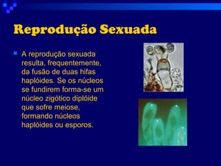 Reprodução Sexuada
 A reprodução sexuada
resulta, frequentemente,
da fusão de duas hifas
haplóides. Se os núcleos
se fundirem forma-se um
núcleo zigótico diplóide
que sofre meiose,
formando núcleos
haplóides ou esporos.
 