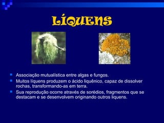 LÍQUENS
 Associação mutualística entre algas e fungos.
 Muitos líquens produzem o ácido liquênico, capaz de dissolver
rochas, transformando-as em terra.
 Sua reprodução ocorre através de sorédios, fragmentos que se
destacam e se desenvolvem originando outros liquens.
 