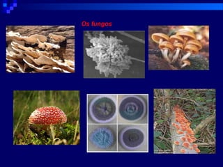 Os fungos
 