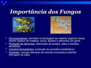 Importância dos FungosImportância dos Fungos
 Decompositores: permitem a reciclagem da matéria orgânica morta;
destrói objetos de madeira, couro, tecidos e alimentos em geral.
 Produção de alimentos: fabricação de queijos, pães e bebidas
alcoólicas.
 Indústria farmacêutica: produção de penicilina (antibiótico).
 Parasitas: causam doenças em animais (micoses) e plantas
(ferrugem do café).
 