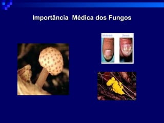 Importância Médica dos FungosImportância Médica dos Fungos
 