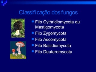 Classificação dosfungos
 Filo Cythridiomycota ou
Mastigomycota
 Filo Zygomycota
 Filo Ascomycota
 Filo Basidiomycota
 Filo Deuteromycota
 