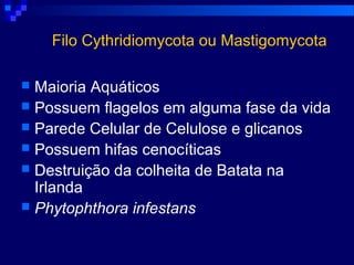 Filo Cythridiomycota ou Mastigomycota
 Maioria Aquáticos
 Possuem flagelos em alguma fase da vida
 Parede Celular de Celulose e glicanos
 Possuem hifas cenocíticas
 Destruição da colheita de Batata na
Irlanda
 Phytophthora infestans
 