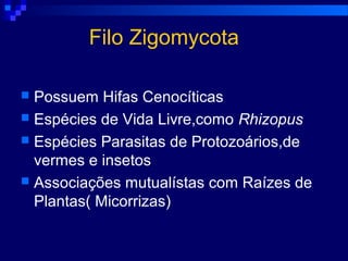 Filo Zigomycota
 Possuem Hifas Cenocíticas
 Espécies de Vida Livre,como Rhizopus
 Espécies Parasitas de Protozoários,de
vermes e insetos
 Associações mutualístas com Raízes de
Plantas( Micorrizas)
 