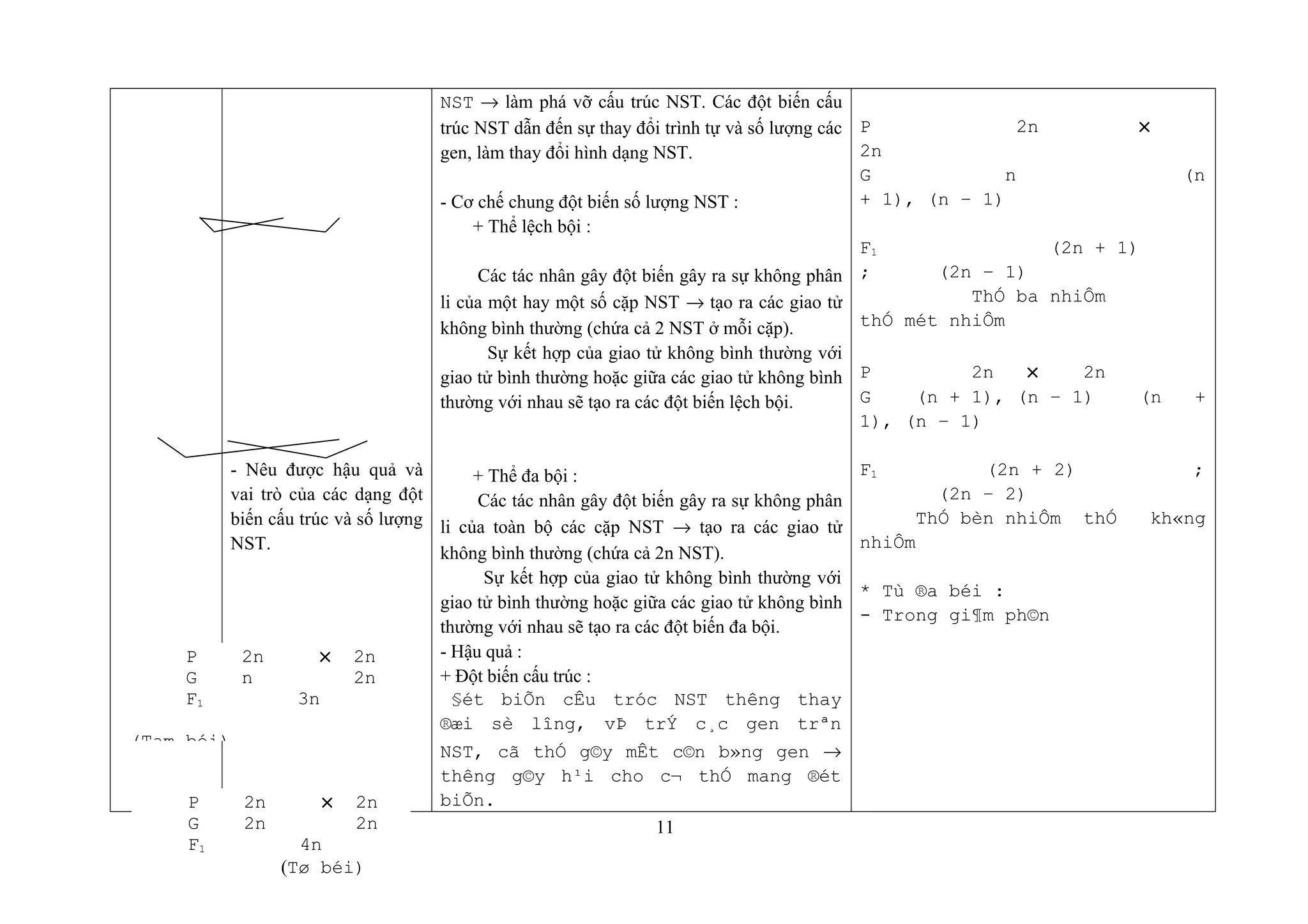 - Nêu được hậu quả và
vai trò của các dạng đột
biến cấu trúc và số lượng
NST.
NST → làm phá vỡ cấu trúc NST. Các đột biến cấu
trúc NST dẫn đến sự thay đổi trình tự và số lượng các
gen, làm thay đổi hình dạng NST.
- Cơ chế chung đột biến số lượng NST :
+ Thể lệch bội :
Các tác nhân gây đột biến gây ra sự không phân
li của một hay một số cặp NST → tạo ra các giao tử
không bình thường (chứa cả 2 NST ở mỗi cặp).
Sự kết hợp của giao tử không bình thường với
giao tử bình thường hoặc giữa các giao tử không bình
thường với nhau sẽ tạo ra các đột biến lệch bội.
+ Thể đa bội :
Các tác nhân gây đột biến gây ra sự không phân
li của toàn bộ các cặp NST → tạo ra các giao tử
không bình thường (chứa cả 2n NST).
Sự kết hợp của giao tử không bình thường với
giao tử bình thường hoặc giữa các giao tử không bình
thường với nhau sẽ tạo ra các đột biến đa bội.
- Hậu quả :
+ Đột biến cấu trúc :
§ét biÕn cÊu tróc NST thêng thay
®æi sè lîng, vÞ trÝ c¸c gen trªn
NST, cã thÓ g©y mÊt c©n b»ng gen →
thêng g©y h¹i cho c¬ thÓ mang ®ét
biÕn.
P 2n ×
2n
G n (n
+ 1), (n – 1)
F1 (2n + 1)
; (2n – 1)
ThÓ ba nhiÔm
thÓ mét nhiÔm
P 2n × 2n
G (n + 1), (n – 1) (n +
1), (n – 1)
F1 (2n + 2) ;
(2n – 2)
ThÓ bèn nhiÔm thÓ kh«ng
nhiÔm
* Tù ®a béi :
- Trong gi¶m ph©n
11
P 2n × 2n
G n 2n
F1 3n
(Tam béi)
P 2n × 2n
G 2n 2n
F1 4n
(Tø béi)
 