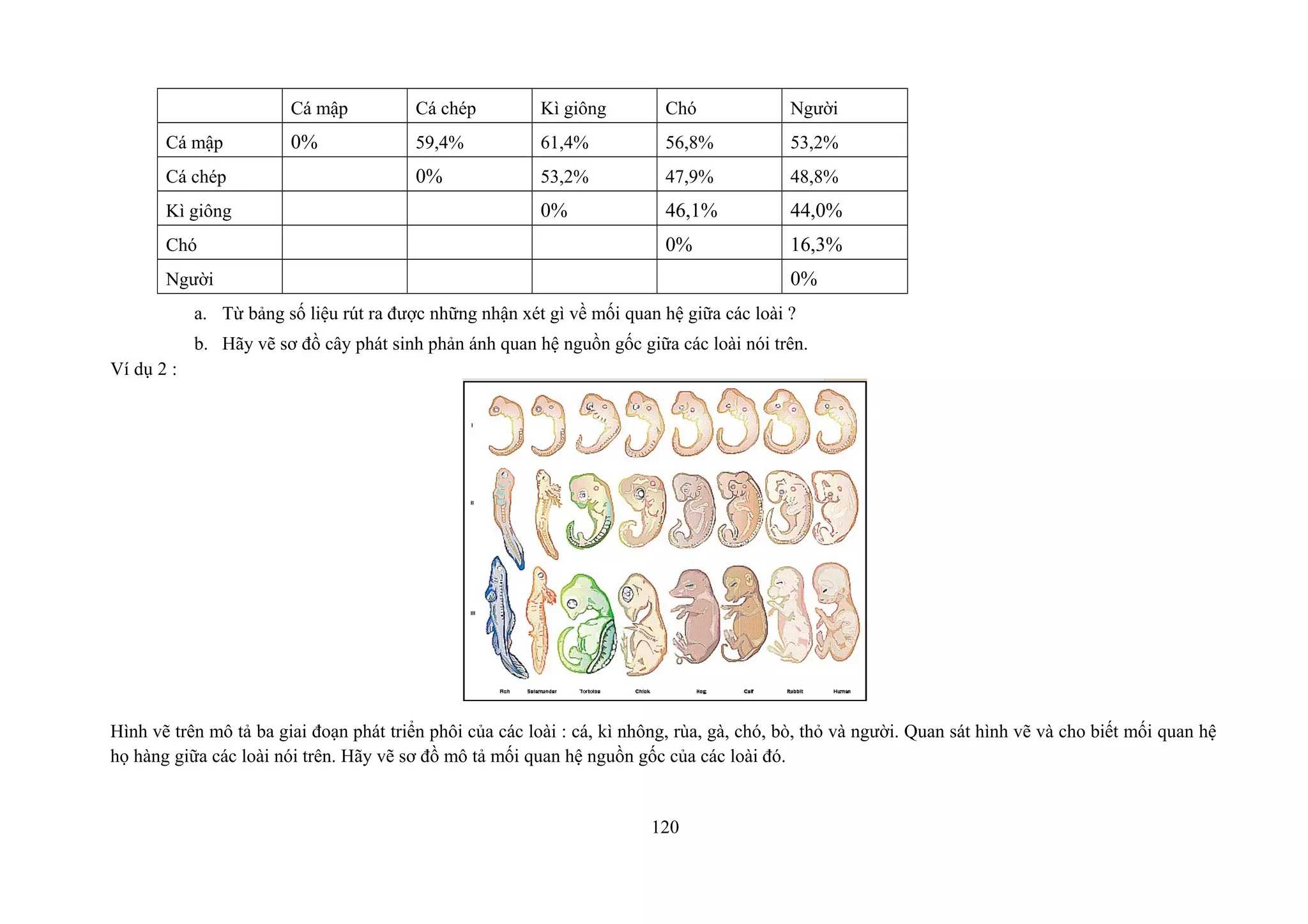 Cá mập Cá chép Kì giông Chó Người
Cá mập 0% 59,4% 61,4% 56,8% 53,2%
Cá chép 0% 53,2% 47,9% 48,8%
Kì giông 0% 46,1% 44,0%
Chó 0% 16,3%
Người 0%
a. Từ bảng số liệu rút ra được những nhận xét gì về mối quan hệ giữa các loài ?
b. Hãy vẽ sơ đồ cây phát sinh phản ánh quan hệ nguồn gốc giữa các loài nói trên.
Ví dụ 2 :
Hình vẽ trên mô tả ba giai đoạn phát triển phôi của các loài : cá, kì nhông, rùa, gà, chó, bò, thỏ và người. Quan sát hình vẽ và cho biết mối quan hệ
họ hàng giữa các loài nói trên. Hãy vẽ sơ đồ mô tả mối quan hệ nguồn gốc của các loài đó.
120
 