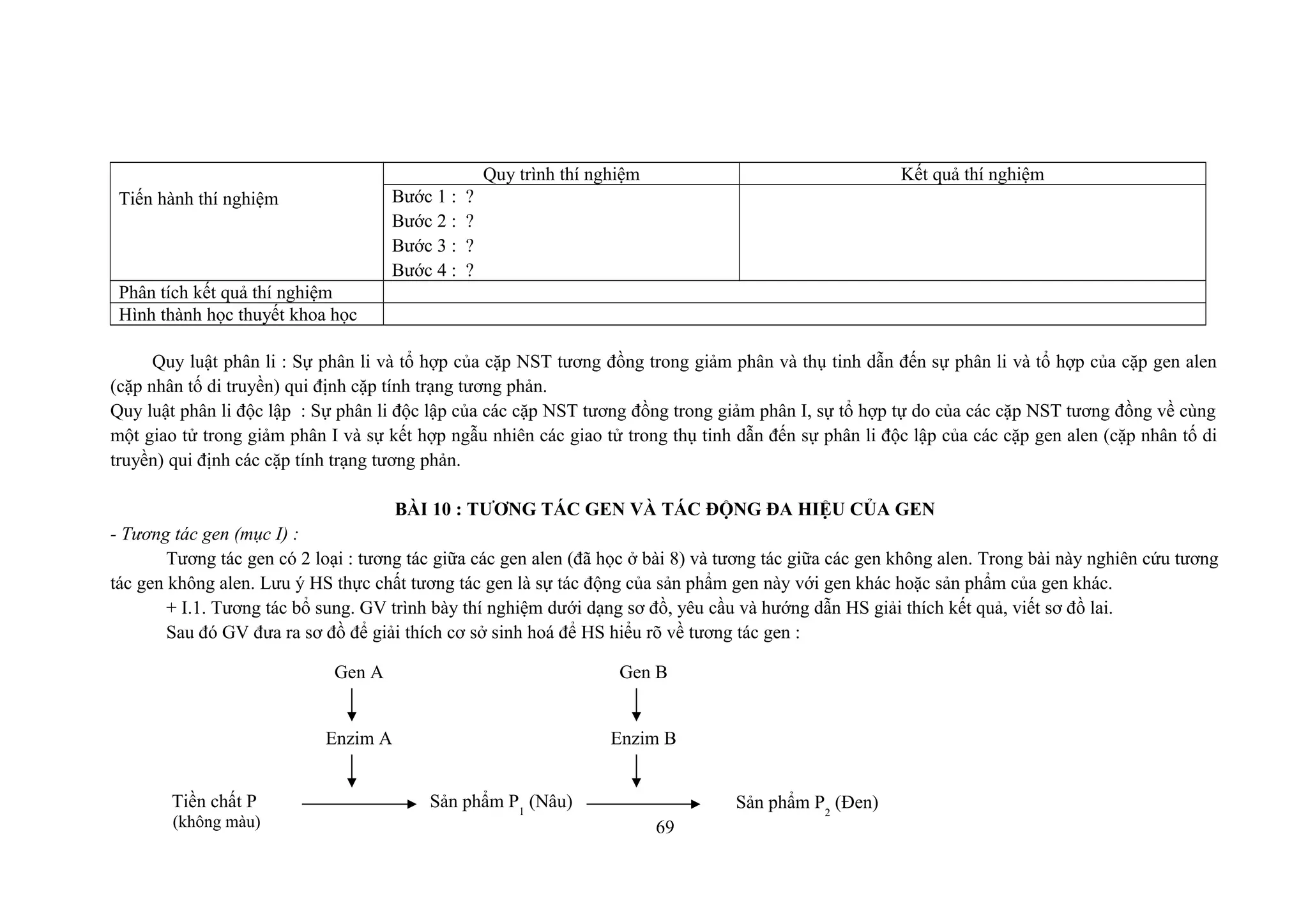 Tiến hành thí nghiệm
Quy trình thí nghiệm Kết quả thí nghiệm
Bước 1 : ?
Bước 2 : ?
Bước 3 : ?
Bước 4 : ?
Phân tích kết quả thí nghiệm
Hình thành học thuyết khoa học
Quy luật phân li : Sự phân li và tổ hợp của cặp NST tương đồng trong giảm phân và thụ tinh dẫn đến sự phân li và tổ hợp của cặp gen alen
(cặp nhân tố di truyền) qui định cặp tính trạng tương phản.
Quy luật phân li độc lập : Sự phân li độc lập của các cặp NST tương đồng trong giảm phân I, sự tổ hợp tự do của các cặp NST tương đồng về cùng
một giao tử trong giảm phân I và sự kết hợp ngẫu nhiên các giao tử trong thụ tinh dẫn đến sự phân li độc lập của các cặp gen alen (cặp nhân tố di
truyền) qui định các cặp tính trạng tương phản.
BÀI 10 : TƯƠNG TÁC GEN VÀ TÁC ĐỘNG ĐA HIỆU CỦA GEN
- Tương tác gen (mục I) :
Tương tác gen có 2 loại : tương tác giữa các gen alen (đã học ở bài 8) và tương tác giữa các gen không alen. Trong bài này nghiên cứu tương
tác gen không alen. Lưu ý HS thực chất tương tác gen là sự tác động của sản phẩm gen này với gen khác hoặc sản phẩm của gen khác.
+ I.1. Tương tác bổ sung. GV trình bày thí nghiệm dưới dạng sơ đồ, yêu cầu và hướng dẫn HS giải thích kết quả, viết sơ đồ lai.
Sau đó GV đưa ra sơ đồ để giải thích cơ sở sinh hoá để HS hiểu rõ về tương tác gen :
69
Gen A
Enzim A Enzim B
Gen B
Tiền chất P
(không màu)
Sản phẩm P1
(Nâu) Sản phẩm P2
(Đen)
 