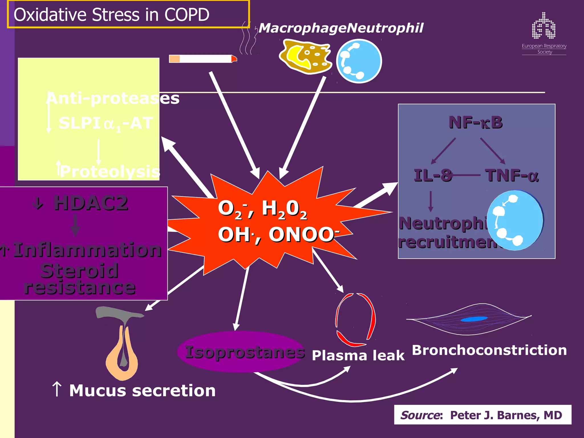 Anti-proteases
SLPI α1-AT
Proteolysis
O
O2
2
-
-
, H
, H2
20
02
2
OH
OH.
.
, ONOO
, ONOO-
-
↑ Mucus secretion
Plasma leak Bronchoconstriction
NF-
NF-κ
κB
B
IL-8
IL-8
Neutrophil
Neutrophil
recruitment
recruitment
TNF-
TNF-α
α
Isoprostanes
Isoprostanes
↓
↓ HDAC2
HDAC2
↑
↑Inflammation
Inflammation
Steroid
Steroid
resistance
resistance
MacrophageNeutrophil
Oxidative Stress in COPD
Source: Peter J. Barnes, MD
 