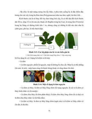 [123doc] - hinh-thai-giai-phau-thuc-vat-bai-giang-danh-cho-sinh-vien.pdf