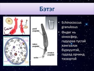 Бэтэг
• Echinococcus
granulosus
• Өндөг нь
онкосфер,
гадуураа тусгай
хамгаалах
бүрхүүлтэй,
гадаад орчинд
тэсвэртэй
 
