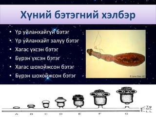 Хүний бэтэгний хэлбэр
• Үр уйланхайгүй бэтэг
• Үр уйланхайт залуу бэтэг
• Хагас үхсэн бэтэг
• Бүрэн үхсэн бэтэг
• Хагас шохойжсон бэтэг
• Бүрэн шохойжсон бэтэг
 