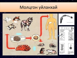 Молцгон уйланхай
 