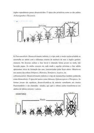 órgãos reprodutores pouco desenvolvidos. É típica dos primitivos como os das ordens
Archaeognatha e Thysanura.

b) Paurometábolo: Desenvolvimento indireto; é o tipo onde o inseto recém-eclodido se
assemelha ao adulto com a diferença externa de ausência de asas e órgãos genitais
imaturos. Há diversas ecdises a fase larval é chamada forma jovem ou ninfa, não
havendo pupas. As ninfas crescem em cada muda e aquelas próximas a fase adulta
apresentam inicio de formação das asas, caracterizadas pelas fecas alares. Observa-se
nos insetos das ordens Orthptera, Blattodea, Hemiptera, Isoptera, etc.
c)Hemimetabolo: Desenvolvimento indireto é o tipo de metamorfose também conhecida
como Batmetábolo. É típica de insetos como Odonata, Ephemeroptera e Plecoptera. As
formas jovens são aquáticas, desenvolvendo-se de maneira semelhante aos insetos
Paurometábolo e são chamados náiades, que após a última ecdise transforma-se em
adultos de hábitos terrestre e aéreos.

 