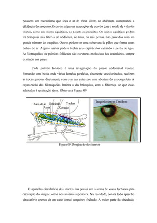 possuem um mecanismo que leva o ar do tórax direto ao abdômen, aumentando a
eficiência do processo. Ocorrem algumas adaptações de acordo com o modo de vida dos
insetos, como em insetos aquáticos, de deserto ou parasitas. Os insetos aquáticos podem
ter brânquias nas laterais do abdômen, no ânus, ou nas pernas. São providos com um
grande número de traquéias. Outros podem ter uma cobertura de pêlos que forma umas
bolhas de ar. Alguns insetos podem fechar seus espiráculos evitando a perda de água.
As filotraquéias ou pulmões foliáceos são estruturas exclusivas dos aracnídeos, sempre
existindo aos pares.
Cada pulmão foliáceo é uma invaginação da parede abdominal ventral,
formando uma bolsa onde várias lamelas paralelas, altamente vascularizadas, realizam
as trocas gasosas diretamente com o ar que entra por uma abertura do exoesqueleto. A
organização das filotraquéias lembra a das brânquias, com a diferença de que estão
adaptadas à respiração aérea. Observe a Figura: 09

O aparelho circulatório dos insetos não possui um sistema de vasos fechados para
circulação do sangue, como nos animais superiores. Na realidade, consta todo aparelho
circulatório apenas de um vaso dorsal sanguíneo fechado. A maior parte da circulação

 