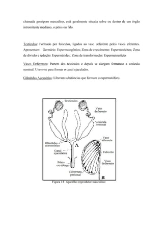 chamada gonóporo masculino, está geralmente situada sobre ou dentro de um órgão
intromitente mediano, o pênis ou falo.

Testículos: Formado por folículos, ligados ao vaso deferente pelos vasos eferentes.
Apresentam: Germário: Espermatogônios; Zona de crescimento: Espermatócitos; Zona
de divisão e redução: Espermátides; Zona de transformação: Espermatozóides
Vasos Deferentes: Partem dos testículos e depois se alargam formando a vesícula
seminal. Unem-se para formar o canal ejaculador.
Glândulas Acessórias: Liberam substâncias que formam o espermatóforo.

 