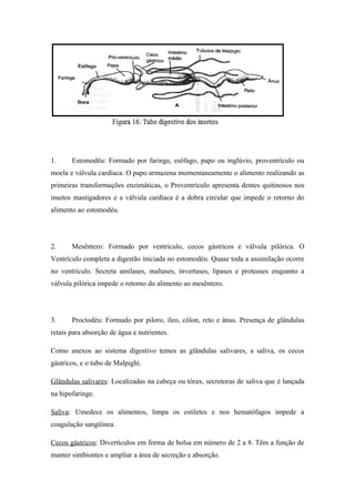 1.

Estomodêu: Formado por faringe, esôfago, papo ou inglúvio, proventrículo ou

moela e válvula cardíaca. O papo armazena momentaneamente o alimento realizando as
primeiras transformações enzimáticas, o Proventrículo apresenta dentes quitinosos nos
insetos mastigadores e a válvula cardíaca é a dobra circular que impede o retorno do
alimento ao estomodéu.

2.

Mesêntero: Formado por ventrículo, cecos gástricos e válvula pilórica. O

Ventrículo completa a digestão iniciada no estomodéu. Quase toda a assimilação ocorre
no ventrículo. Secreta amilases, maltases, invertases, lipases e proteases enquanto a
válvula pilórica impede o retorno do alimento ao mesêntero.

3.

Proctodéu: Formado por piloro, íleo, cólon, reto e ânus. Presença de glândulas

retais para absorção de água e nutrientes.
Como anexos ao sistema digestivo temos as glândulas salivares, a saliva, os cecos
gástricos, e o tubo de Malpighi.
Glândulas salivares: Localizadas na cabeça ou tórax, secretoras de saliva que é lançada
na hipofaringe.
Saliva: Umedece os alimentos, limpa os estiletes e nos hematófagos impede a
coagulação sangüínea.
Cecos gástricos: Divertículos em forma de bolsa em número de 2 a 8. Têm a função de
manter simbiontes e ampliar a área de secreção e absorção.

 