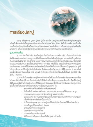 168
การเลี้ยงปลาบู่
	 ปลาบู่ หรือบู่ทราย บู่จาก บู่ทอง บู่เอื้อย บู่สิงโต ปลาบู่เป็นปลาที่มีความสำคัญกับเศรษฐกิจ

ชนิดหนึ่ง ซึ่งผลผลิตส่วนใหญ่ถูกส่งออกไปจำหน่ายยังต่างประเทศ ได้แก่ ฮ่องกง สิงคโปร์ มาเลเซีย ฯลฯ ในอดีต
การเลี้ยงปลาบู่ทรายนิยมเลี้ยงกันมากในกระชังแถบลุ่มแม่น้ำและลำน้ำสาขา บริเวณภาคกลางตั้งแต่จังหวัด
นครสวรรค์ อุทัยธานี จนถึงจังหวัดปทุมธานี โดยจังหวัดนครสวรรค์เป็นแหล่งส่งออกที่ใหญ่ที่สุด 
รูปแบบการเลี้ยง
	 1. การเลี้ยงในบ่อดิน ส่วนใหญ่จะเลี้ยงร่วมกับปลาชนิดอื่น เช่น เลี้ยงรวมกับปลานิล

เพื่อไว้ควบคุมจำนวนประชากรของลูกปลานิลไม่ให้หนาแน่นเกินไปเช่นเดียวกับปลาช่อน นอกจากนี้ยังมีการเลี้ยงร่วม

กับปลาชนิดอื่นใต้เล้าไก่ หรือเล้าสุกร โดยอัตราส่วนการปล่อยปลาบู่ต่ำซึ่งขึ้นอยู่กับผู้เลี้ยงจะหาซื้อพันธุ์ได้
จำนวนมากน้อยเท่าใด เมื่อเลี้ยงปลามีน้ำหนัก 400-500 กรัมขึ้นไป จึงจับจำหน่ายแล้วหาพันธุ์ปลา

มาปล่อยชดเชย อาหารที่ให้เป็นพวกปลาเป็ดบดปั้นเป็นก้อนๆใส่ลงในเรือแจวให้อาหารเป็นจุดๆรอบบ่อ จุดที่

ให้อาหารมีกระบะไม้ปักอยู่เหนือก้นบ่อเล็กน้อย ในช่วงตอนเย็นปริมาณอาหารที่ให้ประมาณ 5 เปอร์เซ็นต์
ของน้ำหนักปลา ใช้เวลาเลี้ยง 8-12 เดือนจึงจับจำหน่าย น้ำหนักปลาที่นิยมรับซื้อตั้งแต่ 400-800 กรัม 

ไม่เกิน 1 กิโลกรัม
	 2. การเลี้ยงในกระชัง ปลาบู่เป็นปลาอีกชนิดหนึ่งที่นิยมเลี้ยงในกระชัง เนื่องจากสามารถเลี้ยง

ได้หนาแน่นในที่แคบได้ และเป็นปลากินเนื้อจึงไม่จำเป็นต้องพึ่งอาหารธรรมชาติมากนัก ถึงแม้ว่าปลาบู่

มีนิสัยชอบอยู่นิ่งเป็นส่วนใหญ่ แต่ชอบที่ที่มีน้ำไหลผ่านโดยเฉพาะน้ำที่มีความขุ่นยิ่งดีเพราะปลาบู่ตกใจง่าย
เมื่อเลี้ยงในน้ำใสโดยสถานที่ที่เหมาะสมกับการเลี้ยงปลาบู่ในกระชัง คือ 
	 	 -	 คุณสมบัติของน้ำดีและมีปริมาณเพียงพอตลอดปี 	 	 
	 	 -	 ใกล้แหล่งน้ำ แหล่งเพาะพันธุ์ปลา และอาหารปลาสามารถหาได้ง่ายและราคาถูก 
	 	 -	 การคมนาคมสะดวกต่อการลำเลียงพันธุ์ปลาและอาหารปลา 
	 	 -	 ไม่อยู่ใกล้แหล่งโรงงานอุตสาหกรรมและพื้นที่ที่มีการใช้สารเคมีสำหรับการเกษตรมาก

	 	 	 เพื่อหลีกเลี่ยงสารพิษที่ปนเปื้อนมากับน้ำ 
	 	 -	 น้ำมีความขุ่นพอสมควรเพราะปลาบู่ชอบที่มืด ช่วยให้ปลากินอาหารได้ดีและไม่ตกใจง่าย 
	 	 -	 ความลึกของน้ำไม่ควรต่ำกว่า 2 เมตร 
	 	 -	 มีกระแสน้ำที่ไหลแรงพอสมควร 
	 	 -	 ปลอดภัยจากการถูกลักขโมย 
	 	 -	 ปราศจากศัตรูและภัยธรรมชาติ 
	 	 -	 ไม่กีดขวางการสัญจรทางน้ำและไม่ผิดกฎหมายบ้านเมือง
 