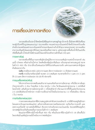 181
การเลี้ยงปลากดเหลือง
	 ปลากดเหลืองเป็นปลาน้ำจืดชนิดหนึ่งที่มีคุณค่าทางเศรษฐกิจสูง มีราคาดี เนื้อมีรสชาติดีเป็นที่นิยม
ของผู้บริโภคทั้งในรูปสดและแปรรูป ปลากดเหลือง พบแพร่กระจายในแหล่งน้ำจืดทั่วไปของทวีปเอเชีย
สำหรับประเทศไทยแพร่กระจายในแหล่งน้ำธรรมชาติและอ่างเก็บน้ำทั่วทุกภาคของประเทศ ปลากดเหลือง
สามารถเจริญเติบโตและอยู่อาศัยในสภาพแวดล้อมที่หลากหลาย แต่ชอบอยู่ตามพื้นท้องน้ำที่เป็นแอ่งหิน
หรือพื้นดินแข็ง น้ำค่อนข้างใสมีกระแสน้ำไม่แรงนักในระดับความลึกตั้งแต่ 2-40 เมตร 
การเพาะพันธุ์
	 ปลากดเหลืองที่ใช้ในการเพาะพันธุ์ส่วนใหญ่ได้จากการรวบรวมพันธุ์จากแหล่งน้ำธรรมชาติ เช่น
แม่น้ำ ลำคลอง หรืออ่างเก็บน้ำต่างๆ โดยคัดเลือกพันธุ์ปลาที่แข็งแรง อวัยวะทุกอย่างครบสมบูรณ์ ขนาด

ไม่ต่ำกว่า 400 กรัม นำมาเลี้ยงเป็นพ่อแม่ปลาได้ทั้งในบ่อดินและกระชัง แต่ควรแยกเพศปลาตัวผู้และ

ตัวเมียออกจากกัน
	 บ่อดิน ควรมีขนาด 800-1,600 ตารางเมตร อัตราการปล่อยปลา 1-2 ตัวต่อตารางเมตร 
	 กระชัง ควรเป็นกระชังอวนโพลี ขนาดตา 2-3 เซนติเมตร ขนาดกระชังกว้าง 5 เมตร ยาว 5 เมตร

ลึก 2.5 เมตร อัตราการปล่อยปลา 50-100 ตัว ต่อกระชัง
การขุนเลี้ยงพ่อแม่พันธุ์ 
	 ให้อาหารจำพวกปลาสดสับผสมหัวอาหารและเสริมด้วยอาหารเม็ดปลาดุก หรือให้อาหารต้มสุก

จำพวกปลายข้าว 2 ส่วน รำละเอียด 3 ส่วน ปลาป่น 1 ส่วน วิตามินและแร่ธาตุประมาณ 1 เปอร์เซ็นต์ 

โดยน้ำหนัก เสริมด้วยอาหารเม็ดปลาดุกเล็ก 1 ครั้งต่อสัปดาห์ ปริมาณอาหารที่ให้ในแต่ละวันประมาณ 

2-3 เปอร์เซ็นต์ของน้ำหนักปลา ควรมีการเปลี่ยนถ่ายน้ำใหม่ในบ่อประมาณ 1-2 ครั้งต่อเดือน ปริมาณ 

1 ใน 3 ของบ่อ
การคัดเลือกพ่อแม่ปลา
	 การตรวจสอบพ่อแม่ปลาที่มีความสมบูรณ์ควรทำด้วยความระมัดระวัง อาจใช้ผ้าขนหนูปิดหัวปลา
โดยเฉพาะบริเวณตาของพ่อแม่ปลา แล้วหงายท้องตรวจความพร้อมของปลา จะป้องกันการบอบช้ำ และ

ลดความเครียดได้ ปลาเพศเมียที่มีไข่แก่ สังเกตจากส่วนท้องจะบวมเป่งและนิ่ม ช่องเพศมีสีชมพูเรื่อๆ

ปลาเพศผู้อวัยวะเป็นติ่งแหลมยื่นยาวออกมาไม่ต่ำกว่า 1 เซนติเมตร 
	 พ่อแม่ปลาที่ใช้ควรมีน้ำหนักตั้งแต่ 450 กรัม หรือเป็นปลาที่มีอายุไม่ต่ำกว่า 18 เดือนขึ้นไป 

โดยปกติแล้วแม่พันธุ์ปลาจะมีน้ำหนักมากกว่าพ่อพันธุ์ปลา
 