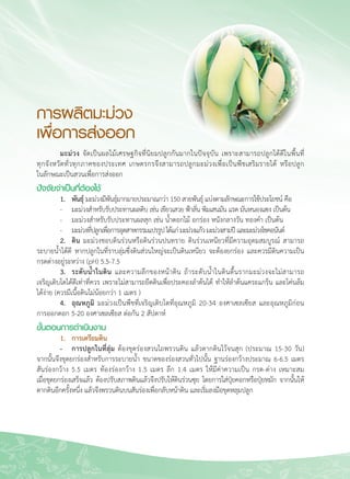 58
การผลิตมะม่วง
เพื่อการส่งออก
	 มะม่วง จัดเป็นผลไม้เศรษฐกิจที่นิยมปลูกกันมากในปัจจุบัน เพราะสามารถปลูกได้ดีในพื้นที่

ทุกจังหวัดทั่วทุกภาคของประเทศ เกษตรกรจึงสามารถปลูกมะม่วงเพื่อเป็นพืชเสริมรายได้ หรือปลูก

ในลักษณะเป็นสวนเพื่อการส่งออก
ปัจจัยจำเป็นที่ต้องใช้
	 1.	 พันธุ์ มะม่วงมีพันธุ์มากมายประมาณกว่า 150 สายพันธุ์ แบ่งตามลักษณะการใช้ประโยชน์ คือ
	 - 	 มะม่วงสำหรับรับประทานผลดิบ เช่น เขียวเสวย ฟ้าลั่น พิมเสนมัน แรด มันหนองแซง เป็นต้น
	 - 	 มะม่วงสำหรับรับประทานผลสุก เช่น น้ำดอกไม้ อกร่อง หนังกลางวัน ทองคำ เป็นต้น
	 -	 มะม่วงที่ปลูกเพื่อการอุตสาหกรรมแปรรูปได้แก่มะม่วงแก้วมะม่วงสามปีและมะม่วงโชคอนันต์
	 2.	 ดิน มะม่วงชอบดินร่วนหรือดินร่วนปนทราย ดินร่วนเหนียวที่มีความอุดมสมบูรณ์ สามารถ
ระบายน้ำได้ดี หากปลูกในที่ราบลุ่มซึ่งดินส่วนใหญ่จะเป็นดินเหนียว จะต้องยกร่อง และควรมีดินความเป็น

กรดด่างอยู่ระหว่าง (pH) 5.5-7.5
	 3.	 ระดับน้ำในดิน และความลึกของหน้าดิน ถ้าระดับน้ำในดินตื้นรากมะม่วงจะไม่สามารถ

เจริญเติบโตได้ดีเท่าที่ควร เพราะไม่สามารถยึดดินเพื่อประคองลำต้นได้ ทำให้ลำต้นแคระแกร็น และโค่นล้ม
ได้ง่าย (ควรมีเนื้อดินไม่น้อยกว่า 1 เมตร )
	 4.	 อุณหภูมิ มะม่วงเป็นพืชที่เจริญเติบโตที่อุณหภูมิ 20-34 องศาเซลเซียส และอุณหภูมิก่อน

การออกดอก 5-20 องศาเซลเซียส ต่อกัน 2 สัปดาห์
ขั้นตอนการดำเนินงาน
	 1.	 การเตรียมดิน
	 -	 การปลูกในที่ลุ่ม ต้องขุดร่องสวนไถพรวนดิน แล้วตากดินไว้จนสุก (ประมาณ 15-30 วัน) 

จากนั้นจึงขุดยกร่องสำหรับการระบายน้ำ ขนาดของร่องสวนทั่วไปนั้น ฐานร่องกว้างประมาณ 6-6.5 เมตร 

สันร่องกว้าง 5.5 เมตร ท้องร่องกว้าง 1.5 เมตร ลึก 1.4 เมตร ให้มีค่าความเป็น กรด-ด่าง เหมาะสม

เมื่อขุดยกร่องเสร็จแล้ว ต้องปรับสภาพดินแล้วจึงปรับให้ดินร่วนซุย โดยการใส่ปุ๋ยคอกหรือปุ๋ยหมัก จากนั้นให้
ตากดินอีกครั้งหนึ่ง แล้วจึงพรวนดินบนสันร่องเพื่อกลับหน้าดิน และเริ่มลงมือขุดหลุมปลูก
 