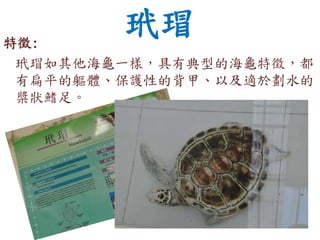 玳瑁特徵:
玳瑁如其他海龜一樣，具有典型的海龜特徵，都
有扁平的軀體、保護性的背甲、以及適於劃水的
槳狀鰭足。
 