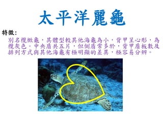 太平洋麗龜
特徵:
別名欖橄龜，其體型較其他海龜為小，背甲呈心形，為
欖灰色。中央盾共五片，但側盾常多於，背甲盾板數及
排列方式與其他海龜有極明顯的差異，極容易分辨。
 