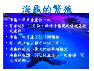 海龜的繁殖
• 海龜一年只會產卵一次
• 每年的6－11月份，雌性海龜便到保護區挖
坑產卵
• 海龜一次可產下80-100顆卵
• 每一次只有五顆可以活下來
• 海龜卵的大小像人們的拳頭般大
• 海龜卵在28—34℃的溫度下，約要40—70
天時間孵出
 