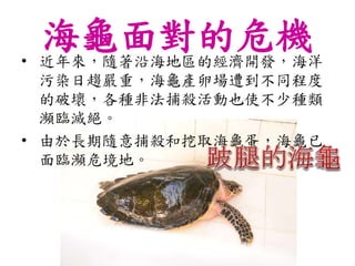 海龜面對的危機• 近年來，隨著沿海地區的經濟開發，海洋
污染日趨嚴重，海龜產卵場遭到不同程度
的破壞，各種非法捕殺活動也使不少種類
瀕臨滅絕。
• 由於長期隨意捕殺和挖取海龜蛋，海龜已
面臨瀕危境地。
 