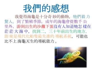 我覺得海龜是十分奇 妙的動物，牠們毅 力
驚人。到了繁殖季節，成年的海龜會從數千 公
里外，游到出生的沙灘下蛋沒有人知道牠怎 樣在
茫 茫 大 海 中，找到二、三十年前出生的地方，
即 使是現代化船隻最先進的 導航系統，可能也
比不上 海龜天生的導航能力 。
我們的感想
 