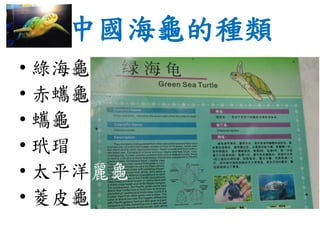 中國海龜的種類
• 綠海龜
• 赤蠵龜
• 蠵龜
• 玳瑁
• 太平洋麗龜
• 菱皮龜
 