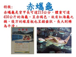 赤蠵龜特徵:
赤蠵龜是背甲長可達213公分，體重可達
450公斤的海龜。呈赤褐色，故有紅海龜之
稱，後方的緣盾板也呈鋸齒狀，長大則轉
為平滑。
 