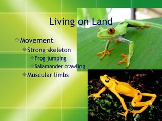 Living on Land Movement Strong skeleton Frog jumping Salamander crawling Muscular limbs