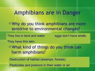 Amphibians are in Danger Why do you think amphibians are more sensitive to environmental changes? What kind of things do you think can harm amphibians? They live in land and water eggs don’t have shells They have thin skin Destruction of habitat (swamps, forests) Pesticides and poisions in their water or air 