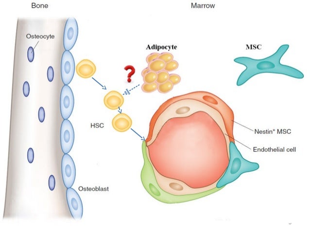 Adipocytes and stem cell engraftment