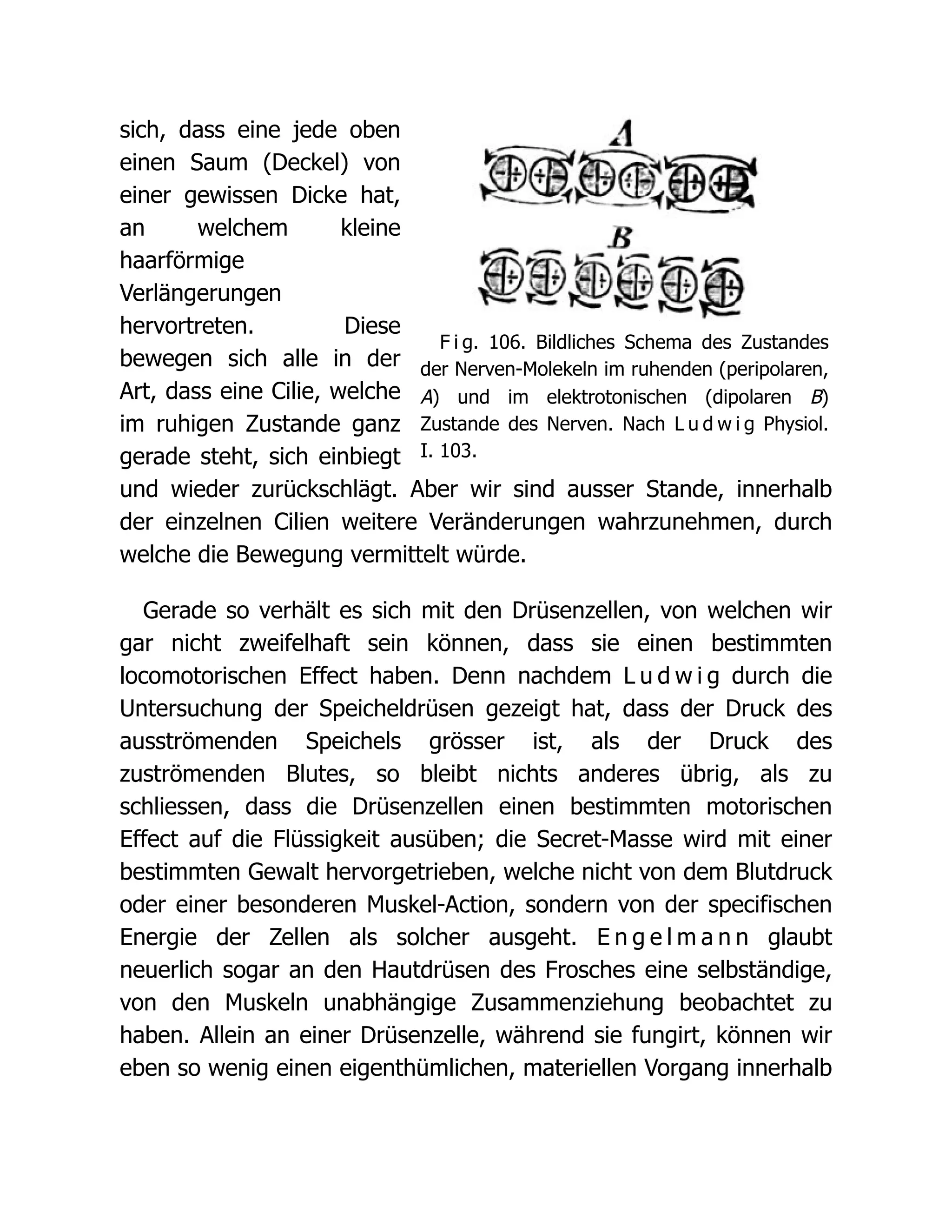 F i g. 106. Bildliches Schema des Zustandes
der Nerven-Molekeln im ruhenden (peripolaren,
A) und im elektrotonischen (dipolaren B)
Zustande des Nerven. Nach L u d w i g Physiol.
I. 103.
sich, dass eine jede oben
einen Saum (Deckel) von
einer gewissen Dicke hat,
an welchem kleine
haarförmige
Verlängerungen
hervortreten. Diese
bewegen sich alle in der
Art, dass eine Cilie, welche
im ruhigen Zustande ganz
gerade steht, sich einbiegt
und wieder zurückschlägt. Aber wir sind ausser Stande, innerhalb
der einzelnen Cilien weitere Veränderungen wahrzunehmen, durch
welche die Bewegung vermittelt würde.
Gerade so verhält es sich mit den Drüsenzellen, von welchen wir
gar nicht zweifelhaft sein können, dass sie einen bestimmten
locomotorischen Effect haben. Denn nachdem L u d w i g durch die
Untersuchung der Speicheldrüsen gezeigt hat, dass der Druck des
ausströmenden Speichels grösser ist, als der Druck des
zuströmenden Blutes, so bleibt nichts anderes übrig, als zu
schliessen, dass die Drüsenzellen einen bestimmten motorischen
Effect auf die Flüssigkeit ausüben; die Secret-Masse wird mit einer
bestimmten Gewalt hervorgetrieben, welche nicht von dem Blutdruck
oder einer besonderen Muskel-Action, sondern von der specifischen
Energie der Zellen als solcher ausgeht. E n g e l m a n n glaubt
neuerlich sogar an den Hautdrüsen des Frosches eine selbständige,
von den Muskeln unabhängige Zusammenziehung beobachtet zu
haben. Allein an einer Drüsenzelle, während sie fungirt, können wir
eben so wenig einen eigenthümlichen, materiellen Vorgang innerhalb
 