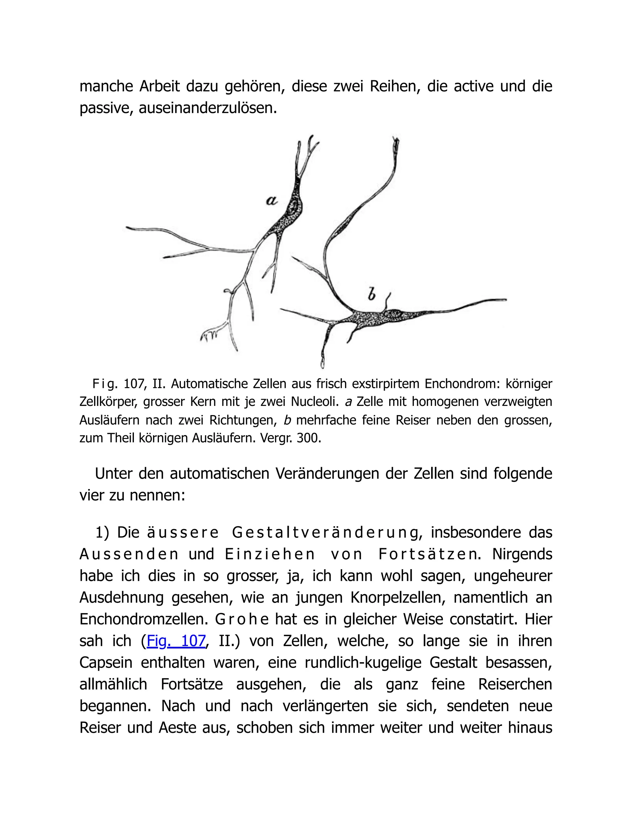 manche Arbeit dazu gehören, diese zwei Reihen, die active und die
passive, auseinanderzulösen.
F i g. 107, II. Automatische Zellen aus frisch exstirpirtem Enchondrom: körniger
Zellkörper, grosser Kern mit je zwei Nucleoli. a Zelle mit homogenen verzweigten
Ausläufern nach zwei Richtungen, b mehrfache feine Reiser neben den grossen,
zum Theil körnigen Ausläufern. Vergr. 300.
Unter den automatischen Veränderungen der Zellen sind folgende
vier zu nennen:
1) Die ä u s s e r e G e s t a l t v e r ä n d e r u n g, insbesondere das
A u s s e n d e n und E i n z i e h e n v o n F o r t s ä t z e n. Nirgends
habe ich dies in so grosser, ja, ich kann wohl sagen, ungeheurer
Ausdehnung gesehen, wie an jungen Knorpelzellen, namentlich an
Enchondromzellen. G r o h e hat es in gleicher Weise constatirt. Hier
sah ich (Fig. 107, II.) von Zellen, welche, so lange sie in ihren
Capsein enthalten waren, eine rundlich-kugelige Gestalt besassen,
allmählich Fortsätze ausgehen, die als ganz feine Reiserchen
begannen. Nach und nach verlängerten sie sich, sendeten neue
Reiser und Aeste aus, schoben sich immer weiter und weiter hinaus
 
