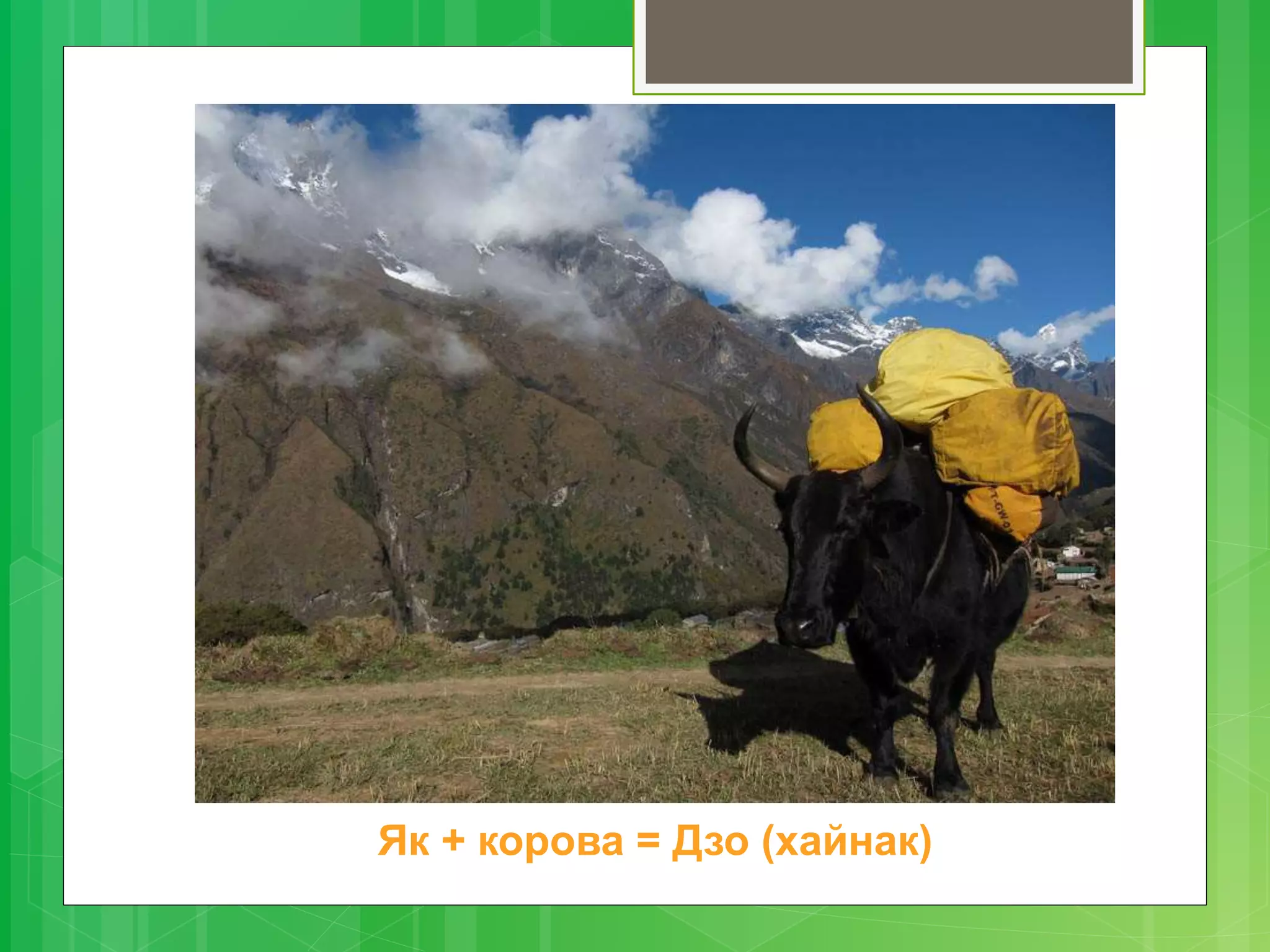 Як + корова = Дзо (хайнак)
 