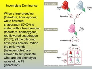 Molecular Mechanism of DNA replication Prokaryotes | PPT