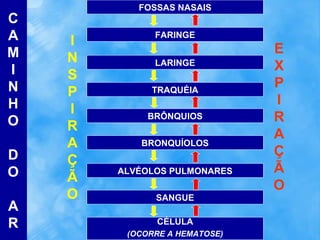 C
A
M
I
N
H
O
D
O
A
R

FOSSAS NASAIS

I
N
S
P
I
R
A
Ç
Ã
O

FARINGE
LARINGE
TRAQUÉIA
BRÔNQUIOS
BRONQUÍOLOS
ALVÉOLOS PULMONARES
SANGUE
CÉLULA
(OCORRE A HEMATOSE)

E
X
P
I
R
A
Ç
Ã
O

 