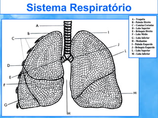 Sistema Respiratório

 
