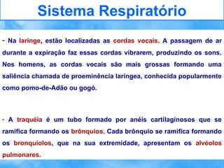 Sistema Respiratório
- Na laringe, estão localizadas as cordas vocais. A passagem de ar
durante a expiração faz essas cordas vibrarem, produzindo os sons.
Nos homens, as cordas vocais são mais grossas formando uma
saliência chamada de proeminência laríngea, conhecida popularmente
como pomo-de-Adão ou gogó.

- A traquéia é um tubo formado por anéis cartilaginosos que se
ramifica formando os brônquios. Cada brônquio se ramifica formando
os bronquíolos, que na sua extremidade, apresentam os alvéolos
pulmonares.

 